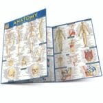 Anatomy QuickStudy Laminated Reference Guide (QuickStudy Academic)