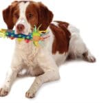 Petstages Cool Teething Stick for Dogs