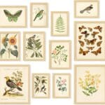 97 Decor Vintage Botanical Wall Art - Vintage Botanical Prints Plant Posters For Room Aesthetic, Nature Wall Decor Butterfly Paintings Bird Art, Floral Pictures Wall Decor For Bedroom (8x10 Unframed)