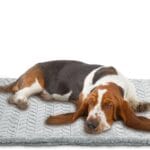 Heeyoo Pet Heating Pad, Adjustable Temperature Dog Cat Heating Pad with Timer, Waterproof Heated Dog Bed with Chew Resistant Cord, Auto Power-Off Indoor Pet Heated Mat for Dogs and Cats