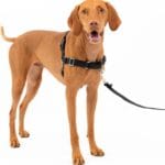 PetSafe Easy Walk Harness for Dogs - Pull-Free Walks - Patented Martingale Loop Design - Front Chest Leash Attachment - Comfort Straps - Breathable Harness Design - Medium, Black/Silver