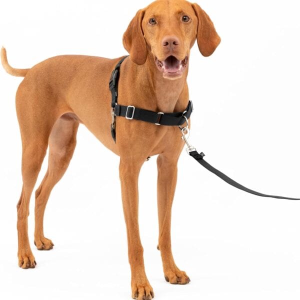 PetSafe Easy Walk Harness for Dogs - Pull-Free Walks - Patented Martingale Loop Design - Front Chest Leash Attachment - Comfort Straps - Breathable Harness Design - Medium, Black/Silver