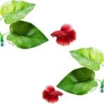 CousDUoBe 2 Pack Betta Fish Leaf Pad Improves Betta's Health by Simulating The Natural Habitat - Natural, Organic, Comfortable Rest Area for Fish Aquarium Ornaments