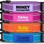 TagME Personalized Dog Collar with Name, Reflective Custom Collar with Soft Silicone ID Tag, 4 Adjustable Sizes for Small to Large Dogs, Durable Nylon and Steel D-Ring