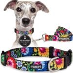 Lucky Love Dog - Easy Click Buckle Dog Collar with Leash Set Combo, Durable & Comfortable for Male & Female Dogs, Pet Collar for Small to Large Dogs, Secure Fit - Blackbird Combo, Medium