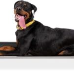 K9 Ballistics Chew Proof Elevated Outdoor Cooling Cot Bed for X Large Dogs - Virtually Indestructible, Preassembled, Withstands Aggressive Chewers - XL, Ripstop Obsidian Black