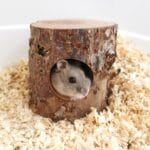 Habitat House Hideout for Hamster Mice, Gerbils Mouse and Other Small Size Animal Pets