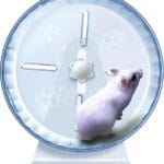 Silent Hamster Wheel, Super-Silent Hamster Exercise Wheels Accessories, Quiet Running Wheels, Adjustable Stand for Hamsters Mice Or Other Small Animals ( 7 inch,Transparent)
