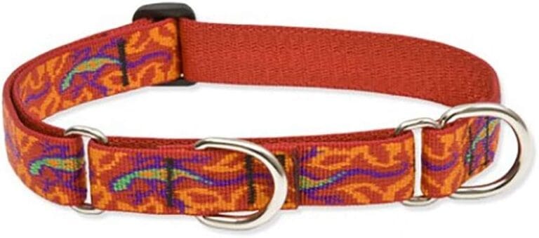 LupinePet Originals 1" Go Go Gecko 15-22" Martingale Collar for Medium and Larger Dogs