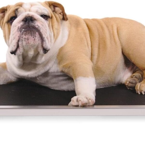 K9 Ballistics Chew Proof Elevated Outdoor Cooling Cot Bed for Medium Dogs - Virtually Indestructible, Preassembled, Withstands Aggressive Chewers - M, Black Mesh