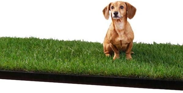 DoggieLawn XL - Real Grass Disposable Pet Potty - 48 x 24 Inches with Plastic Tray - Potty Training Pad for Dogs