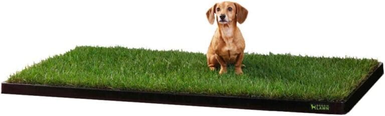 DoggieLawn XL - Real Grass Disposable Pet Potty - 48 x 24 Inches with Plastic Tray - Potty Training Pad for Dogs