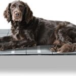 Elevated Raised Outdoor Dog Bed - Cooling Lifted Outside Dogs Cot Bed with Non-Slip Feet Dog Hammock Bed with Stainless Steel Frame Portable Puppy Pet Bed for Indoor & Outdoor