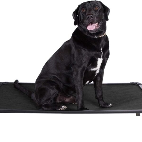 Veehoo Chew Proof Elevated Dog Bed - Cooling Raised Pet Cot - Rustless Aluminum Frame and Durable Textilene Mesh Fabric, Unique Designed No-Slip Feet for Indoor or Outdoor Use, Black, Large, CWC2002