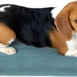 BALANCE Dog Crate Bed, Orthopedic Dog Bed Pad with Waterproof Liner, Washable Crate Foam Pet Mat for Large, Medium, Puppy Dogs Breeds, Powder Blue, 36"x23"x1.6"