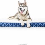 Brindle Waterproof Designer Memory Foam Pet Bed-Removable Machine Washable Cover-4 Inch Orthopedic Pet Bed-Joint Relief