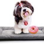 Dog Beds Crate Pad for Small Dogs Ultra Soft Dog Crate Bed Washable & Anti-Slip Kennel Pad,Cat Bed Pad Mat,Gray 24inch