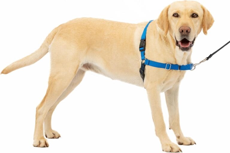 PetSafe Easy Walk No-Pull Dog Harness - The Ultimate Harness to Help Stop Pulling - Take Control & Teach Better Leash Manners - Helps Prevent Pets Pulling on Walks, Large, Royal Blue/Navy Blue
