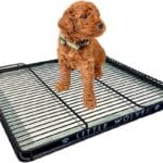 Little Wolves Puppy Potty Tray  22x22 Shred-Proof Heavy-Duty Training Tray for Puppies & Small Dogs, Easy-Clean, Indoor Dog Pee Pad Holder (Medium Gap)