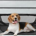 Portable Soft Dog Crate Pop Up Collapsible Dog Cat Kennel Travel Dog Enclosure Indoor Outdoor Large Dog Bed Foldable Crate for PetsLittle Gray and Dark Gray-Small