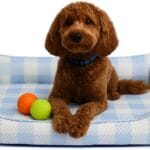 Orthopedic Bolster Dog Bed  CertiPUR-US Foam, Recycled Polyester Canvas, Washable Cover, Anti-Slip Bottom, Large, Light Blue Check  Stylish Designer Dog Sofa