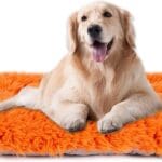 Machine Washable Dog Bed, Deluxe Plush Dog Crate Pad and Cat Bed, Anti-Slip Bottom Kennel Pad Mat, Fuzzy Pet Beds for Large, Medium, Small Dogs Breeds (Orange, 24.0" L x 18.0" W x 3.0" Th x 1 Pack)