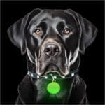 GLO-X Dog Collar Glow Tag - 2 x Glow in The Dark Dog Collar Glow Tags to Keep Your Dogs Safe at Night - 12+ Hours Glow Time - Charges in Daylight - No Batteries Required - Cool Dog Accessories Gift