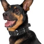 OneTigris Tactical Dog Collar, Adjustable Military Training Nylon Dog Collar with Control Handle and Heavy Metal Buckle for Medium and Large Dogs, with Removable Protective Metal Spikes (M, Black)