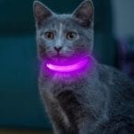 Light up Dog Collar for Small Dog,Vizpet XS Adjustable Size Nylon Collar USB Rechargeable Bright Safety Pet Collar for Cats Dogs (Purple)