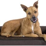 Furhaven Orthopedic Dog Bed for Large/Medium Dogs w/ Removable Bolsters & Washable Cover, For Dogs Up to 55 lbs - Sherpa & Chenille Sofa - Coffee, Large