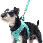 PUPTECK Dog Harness and Leash Set for Small Medium Dogs No Pull Step-in Soft Mesh Puppy Cat Vest Harnesses Reflective at Night, Green S