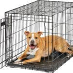 MidWest Homes for Pets Intermediate LifeStages Single Door 36-Inch Folding Dog Crate, Enhanced Security, Includes Leak-Proof Pan, Divider Panel, Handle, Rubber Feet