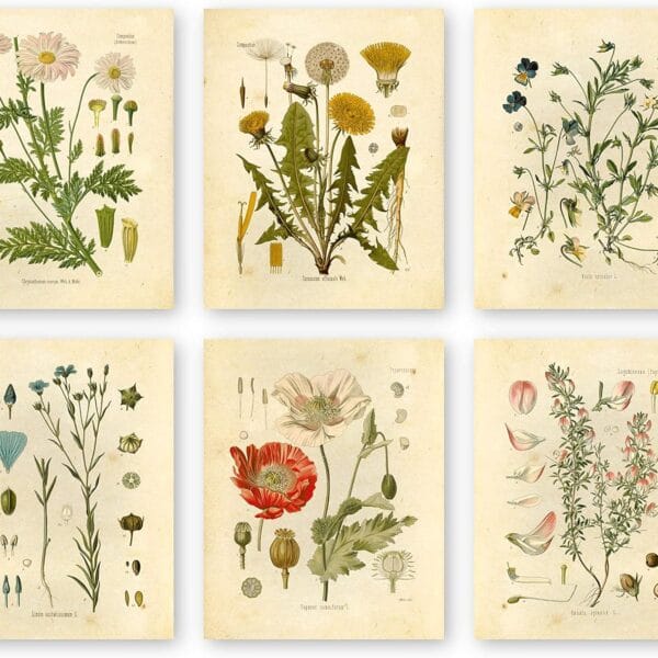 Ink Inc. Botanical Prints Wildflower Prints Floral Wall Art - Set of 6-8x10 - Unframed