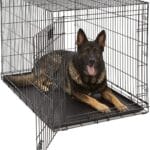 MidWest Homes for Pets XL LifeStages Single Door 48-Inch Folding Dog Crate, Enhanced Security, Includes Leak-Proof Pan, Divider Panel, Handle, Rubber Feet