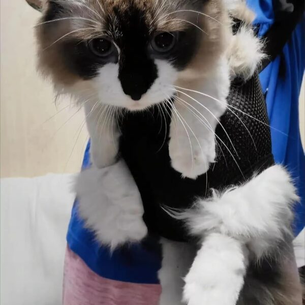 Pet Carrier Backpack - Adjustable Pet Front Cat Dog Carrier Backpack Travel Bag,Legs Out,Easy-Fit for Traveling Hiking Camping for Small Medium Dogs (Red, Large)