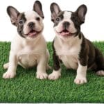 Artificial Grass Pad for Dogs Potty: Fake Grass for Dogs Puppy Potty Training to Pee and Poop on Balcony, Backyard, Patio, Apartment - Protect Floor and Furnitures, 2X Faster Drainage, Easy to Clean