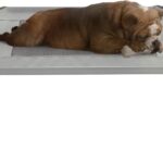 Elevated Dog Bed - 30x24-Inch Portable Pet Bed with Non-Slip Feet - Indoor/Outdoor Dog Bed or Puppy Cot for Pets up to 50lbs by PETMAKER (Gray)