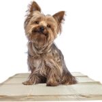 WizSmart Essentials Large Dog Pads, 23.5" x 22", Extra Absorbent Puppy Training Pads, Indoor Potty Pads, Leakproof Gel Pads for Small Dogs, Crate, House, Travel, Eco-Friendly, Non-Slip - 10 Count