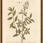 VIYYIEA Framed Wall Art Decor for Living Room,Canvas Vintage Wall Art Painting Pictures Rustic Vintage Plant Prints Farmhouse Decor Cottage Artwork Home Kitchen Aesthetic Living Room Decor 8x10in