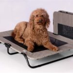 Pet Gear Lifestyle Pet Cot Elevated Bed | No Assembly Required | Premium Tear Resistant Cooling Mesh | Indoor & Outdoor | Lightweight & Portable