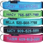 Personalized Dog Collar, Custom Embroidered Pet Name and Phone Number 4 Adjustable Sizes X-Small Small Medium Large Quick Release Buckle and D-Ring