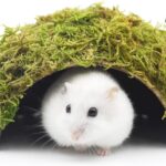 Hamster Hideaway/Hideout,Mossy Cave Hide,Hamster House/Hides,Hamster Cage Accessories for Gguinea Pig/Hedgehogs/Gliders/Rats/Mice and Other Small Animals (Small)