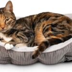 Pet Craft Supply Cat Bed for Indoor Cats - Kitten Bed - Machine Washable - Ultra Soft - Self Warming - Refillable Catnip Pouch,Grey,19x14x5 Inch (Pack of 1)