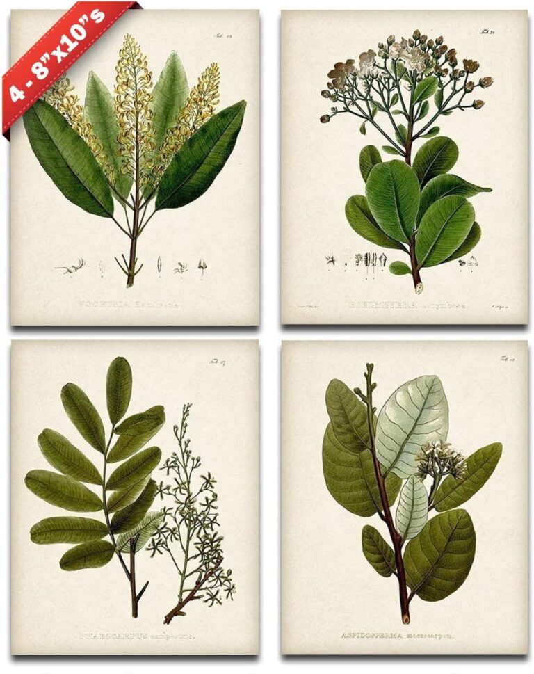 Set of 4 Sage Botanical Wall Art Prints 8x10 Unframed  Vintage Green Plant Prints for Bathroom, Kitchen, or Living Room Decor  Nature-Inspired Botanical Artwork, Elegant Home Wall Art Collection