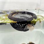 Aquarium Floating Betta Fish Skins, Betta or Shrimp Feeder, Cave and Hammock, Small Fish Feeding Rings, Aquarium Hiding Feeding Decorative Accessories (Black)