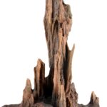 Underwater Treasures Petrified Wood - Large