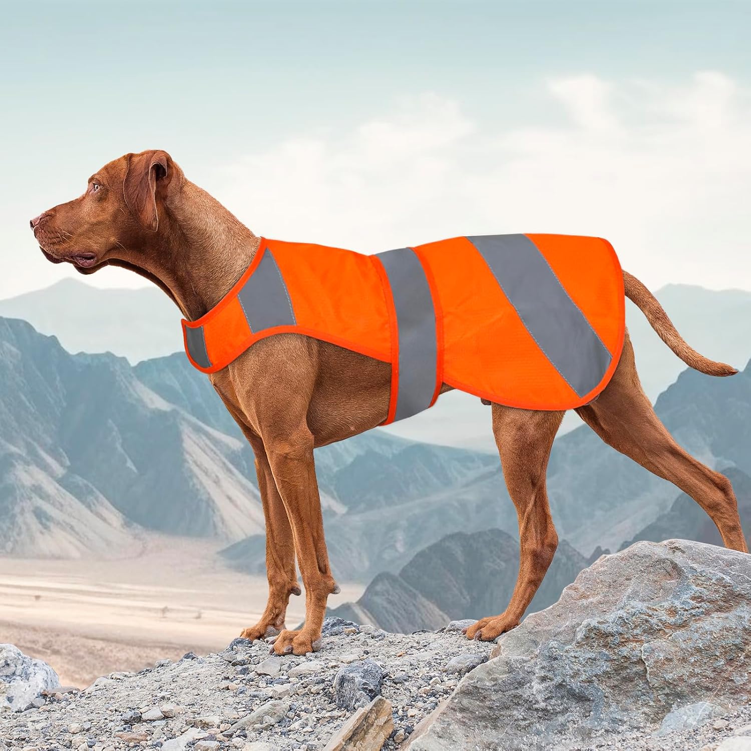Orange High Visibility Safety Dog Vest, Hunting Jacket, Adjustable Soft Reflective Coat for Small Medium Large Dogs Orange High Visibility Safety Dog Vest, Hunting Jacket, Adjustable Soft Reflective Coat for Small Medium Large Dogs