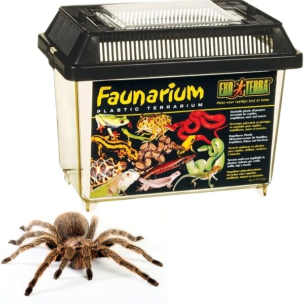 Exo Terra Faunarium Small PT2255 Plastic Reptile Terrarium and Transport Container for Lizards, Spiders & Amphibians