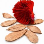 SunGrow 50 pcs Catappa Indian Almond Leaves  2 Water Conditioner for Betta Fish Tank, Aquarium Leaf for Fish Breeding, Shrimp, Goldfish, Guppy & Frogs